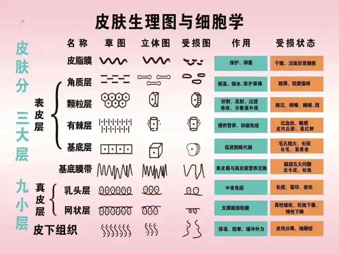 皮肤生理图与细胞学