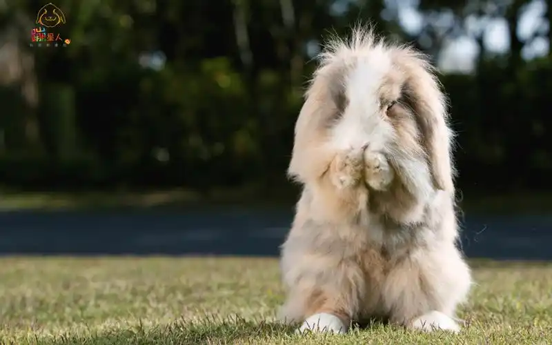 呆萌可爱的兔子图片桌面壁纸
