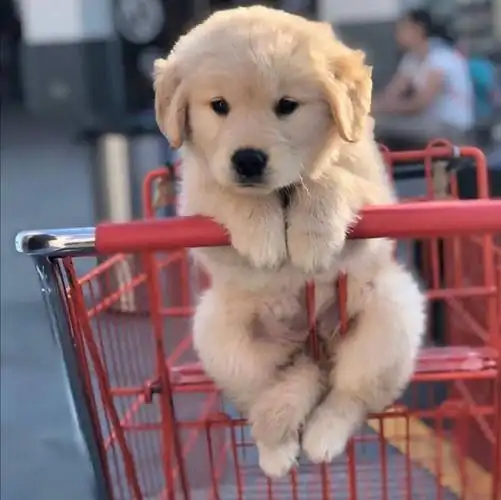 可以开个治愈系小动物的头像楼吗更新326