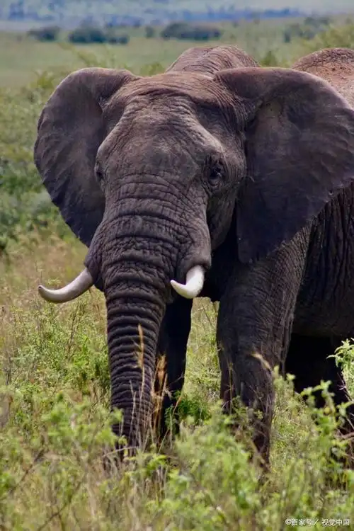 十万个小知识:为什么性格温顺的大象会突然发疯?