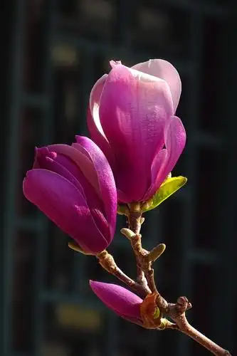 玉兰花盛开——(2)最美当属颐和园