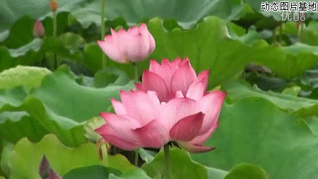 450_253gif 动态图 动图