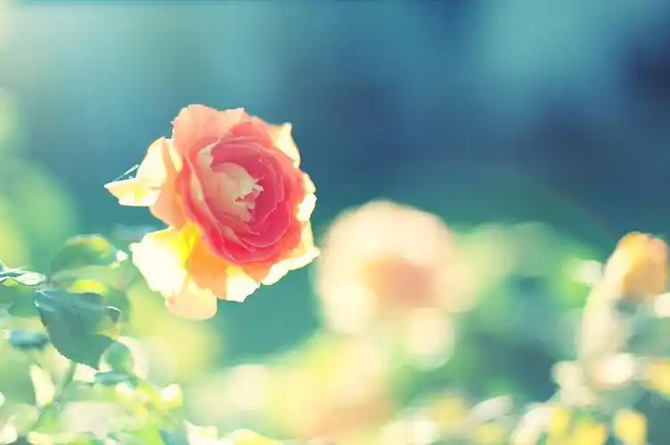 求这张图片的大图