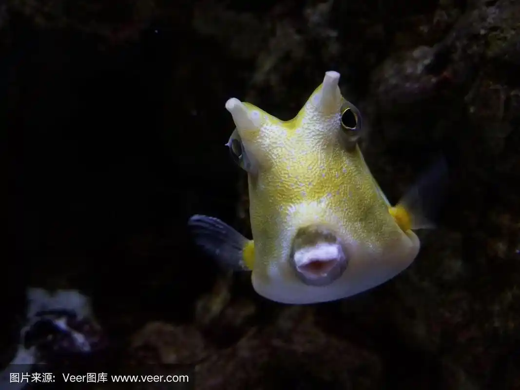 黄色的海牛鱼的特写