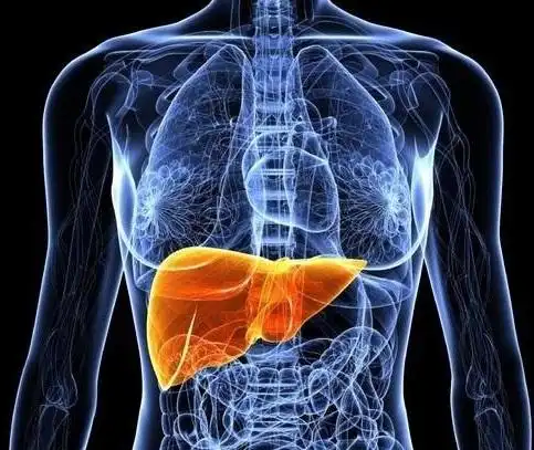 肝脏的所在部位