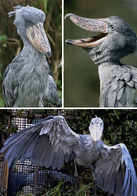 12种超自然生物 - 青云道者的日志 - 网易博客