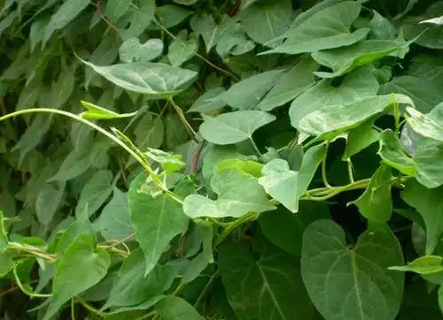 农村五种野草是中药,壮阳滋阴效果好!