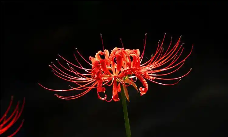 彼岸花如血一样绚烂鲜红,铺满通向地狱的路,是冥界唯一的花