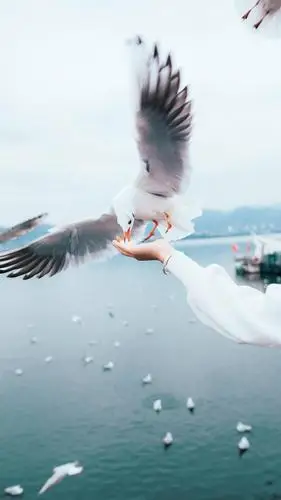 超清蓝光1080p手机壁纸ios