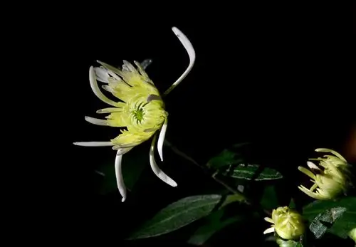 第一次拍纯黑背景