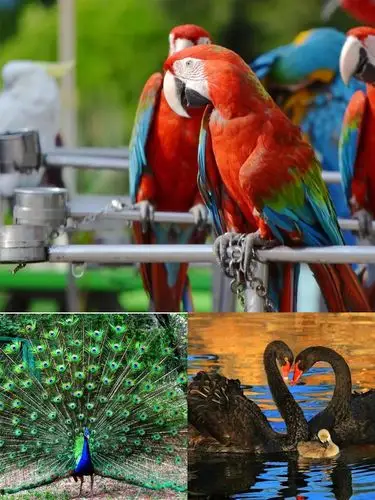 溱湖动物园泰州香草湾花园里的动物世界