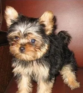 买家养%找汤姆★精品约克夏天使,超小体,深金头钢蓝背