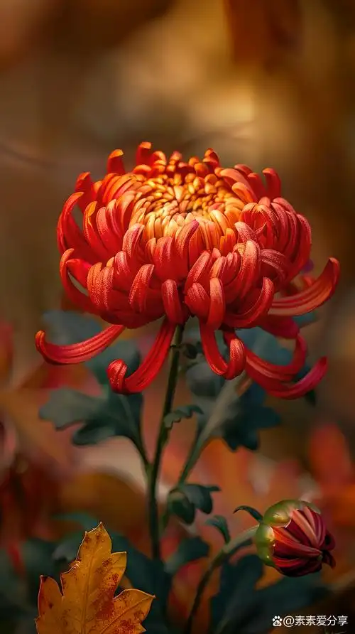 🌼秋天的早晨漫步菊花园中,被那片五彩斑斓的菊花深深吸引.