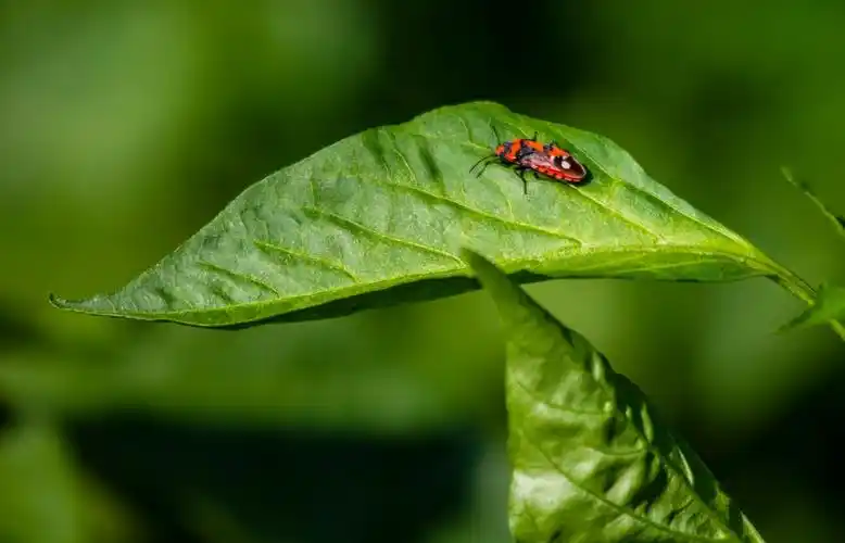 新疆新源71团横带红长蝽