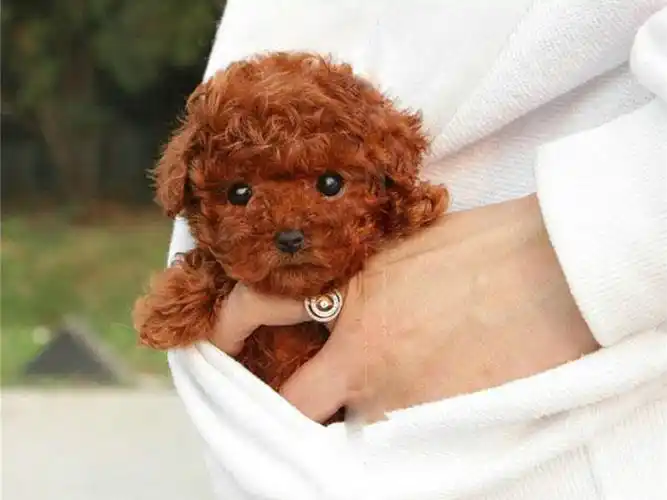 杯子狗多少钱一只(辟谣)_百科_中国立体车库网-智能立体车库,机械车库