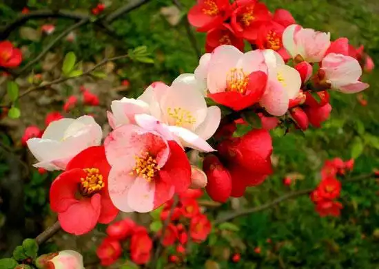 海棠的品种介绍与花卉图片大全