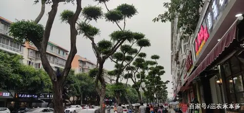 街道边的行道树对比,形态各异 金强街口的大榕树