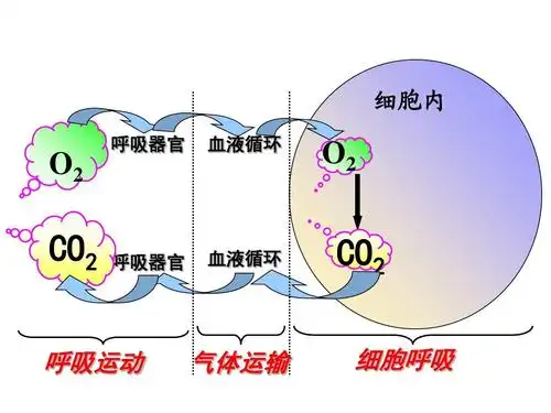 高一生物细胞呼吸课件浙教版必修1ppt