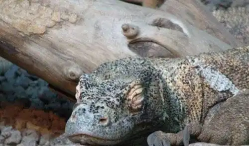 罗布泊恐怖生物照片揭秘 体型巨大吃人的生物是什么