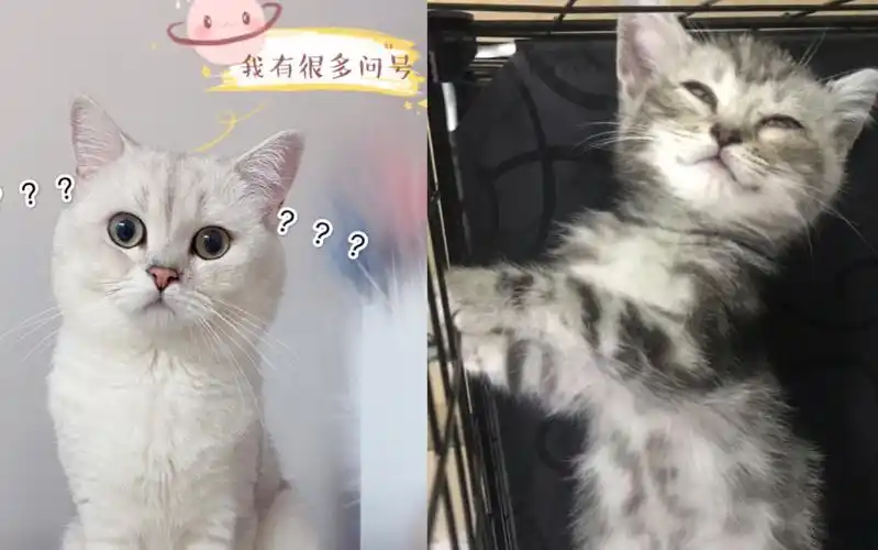 英短银渐层面对新来的美短弟弟的反应是这样的