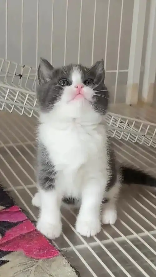 幼猫折耳英国短毛猫矮脚纯种英短蓝白猫小猫活物幼崽活体宠物猫咪