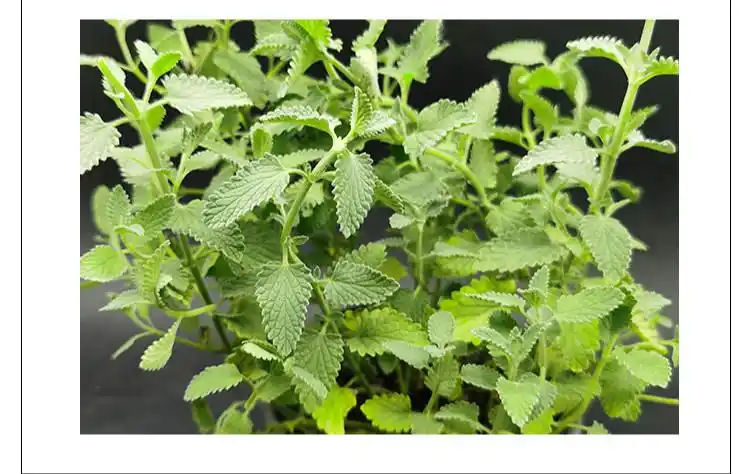 薄荷 金钱 柠檬 猫薄荷 普列 冬季香 皱叶 观赏 土薄荷 带盆栽好