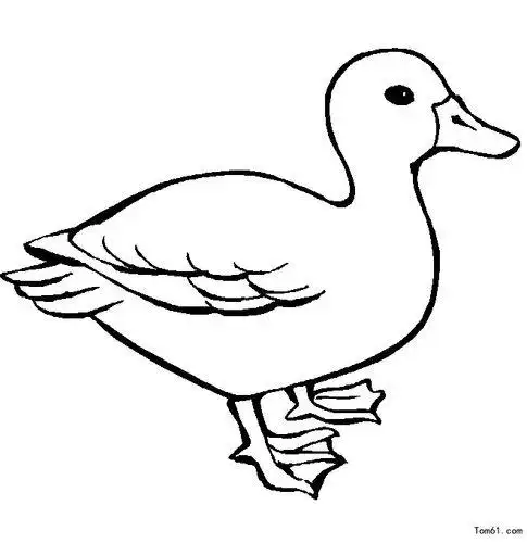 鸭的尾巴简笔画