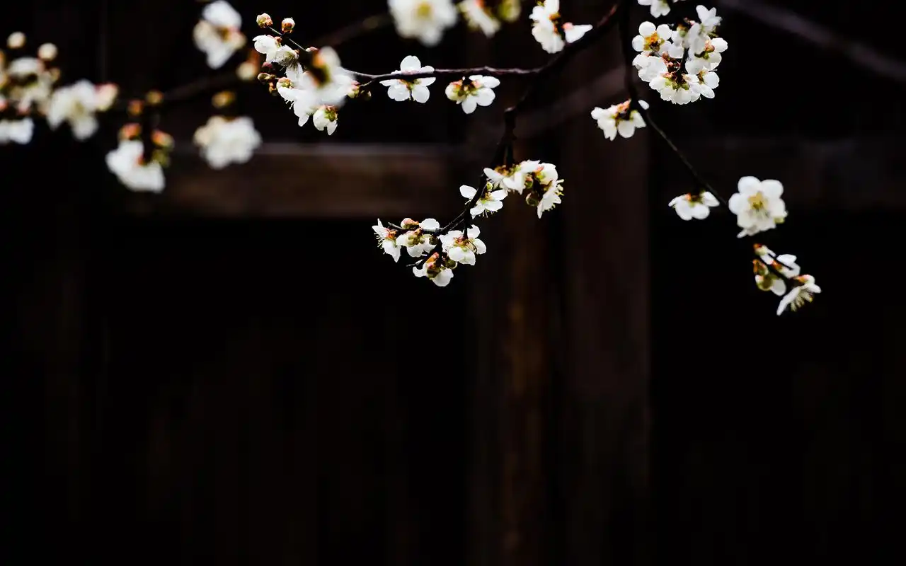 娇艳梅花唯美高清桌面壁纸