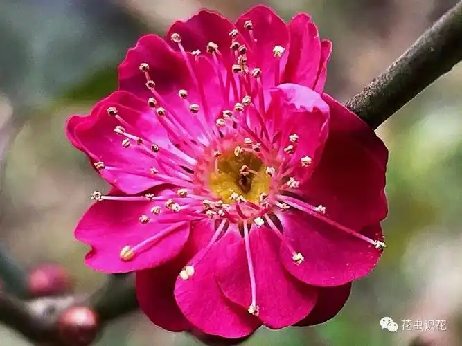 红须朱砂梅(蔷薇科 杏属)