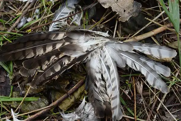 地上散落着一把被捕鸟者拔下的鸟类羽毛.