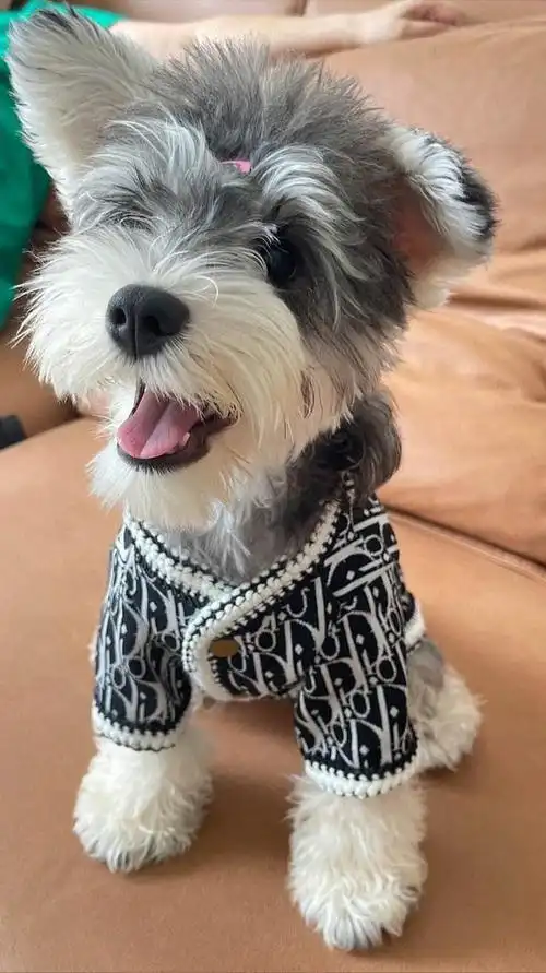 推荐你养这7种狗狗,可爱温柔爱撒娇,甜到心窝