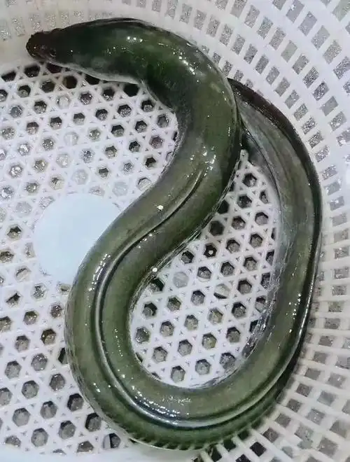 鲈鳗在"绝食"一年半后仍能生存,养殖的鳗鲡寿命可长达50年,是一种生命