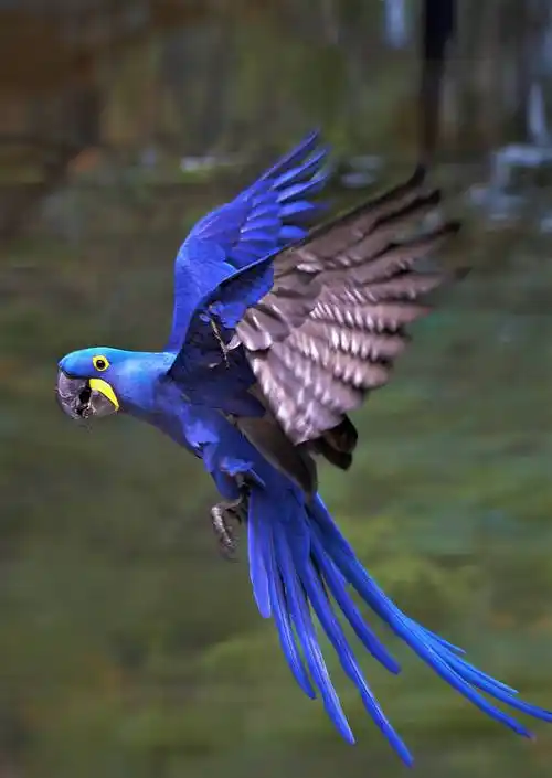 最稀有的蓝金刚鹦鹉-家养鸟8