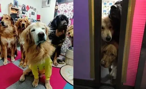 3条狗狗趴在卷门下,目送主人出门,表情超无辜:为何不带上我?