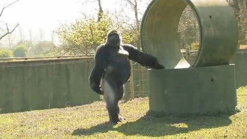 大猩猩把自己当人看,直立行走比人还稳,弄脏手还要自己写