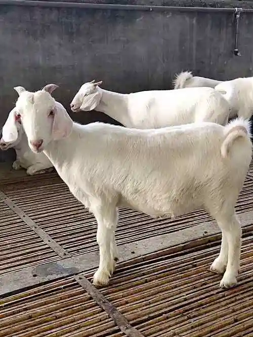 山东出售白山羊价格亲民