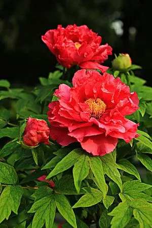 红牡丹图片_全景网