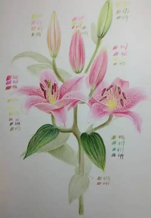 彩铅画入门教程:百合花-果断收藏!