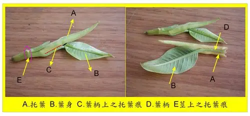 细看黄玉兰–屏科大校园植物