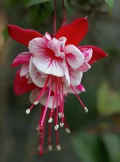 666_900竖版 竖屏