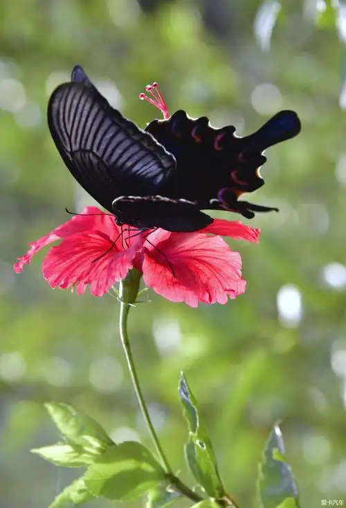 采花大盗黑凤蝶