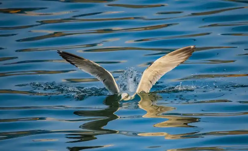 2020年春节长假夕阳下上海外滩黄浦江打鸟,摄影100张