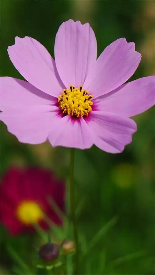 1200_2133竖版 竖屏