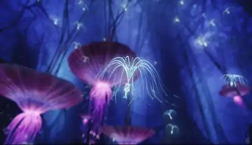 "阿凡达"我的第一次感动