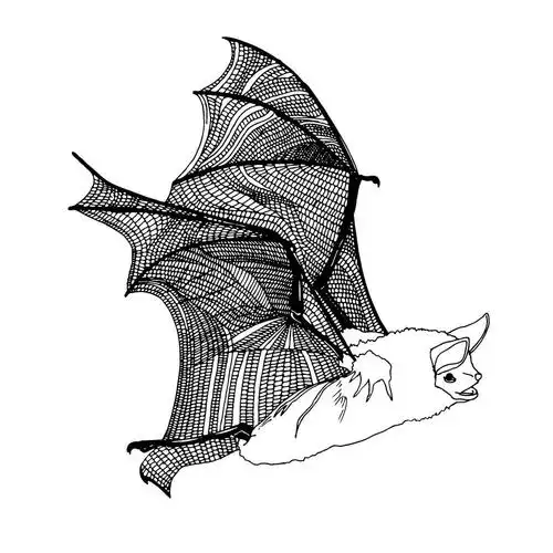 蝙蝠图,在白色背景上的黑色蝙蝠