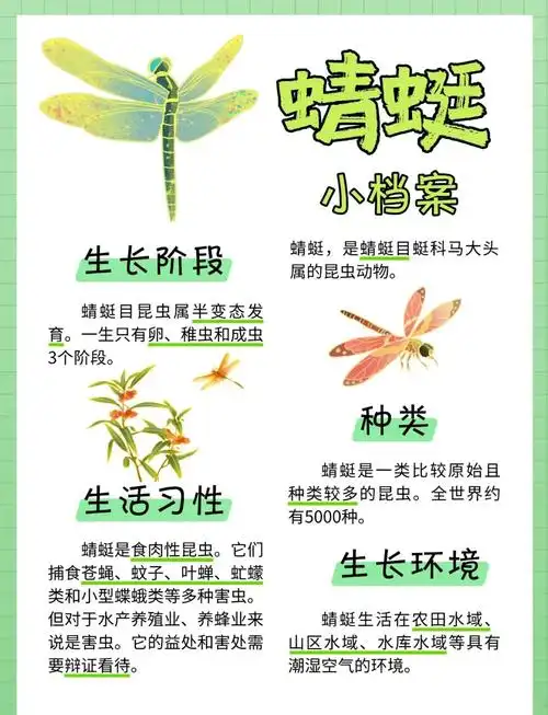 蜻蜓秘语🌿夏天捕捉天空的精灵