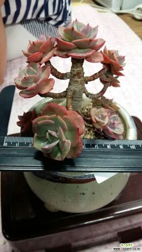 红粉台阁老庄自然群生_60