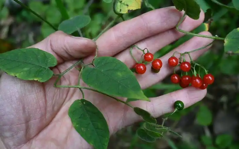 白英又叫"山甜菜",遇见别当杂草,了解全草及根的
