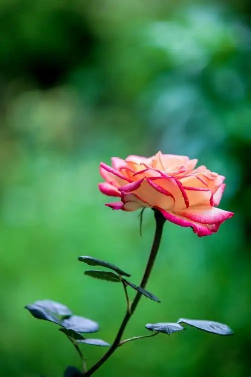 玫瑰花开的季节