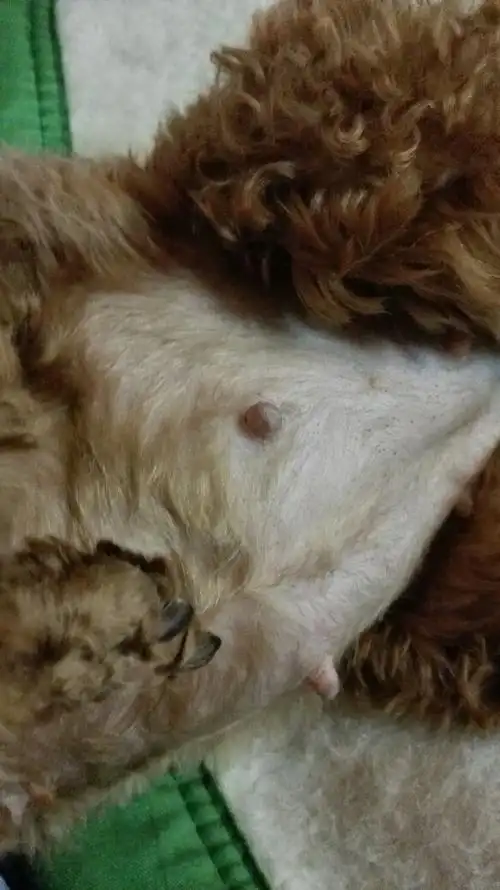 今天我家泰迪怀孕40天了,肚子好大呀!